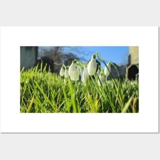Churchyard Snowdrops in the Sunshine Posters and Art